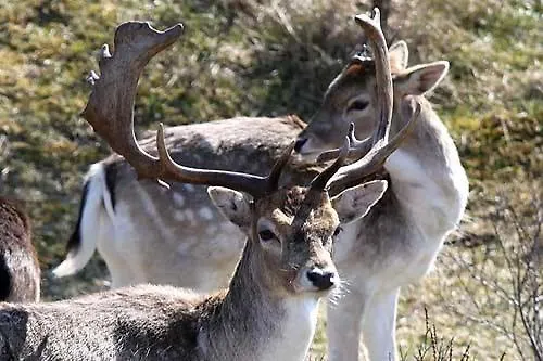 Apartment Studio Zandvoort